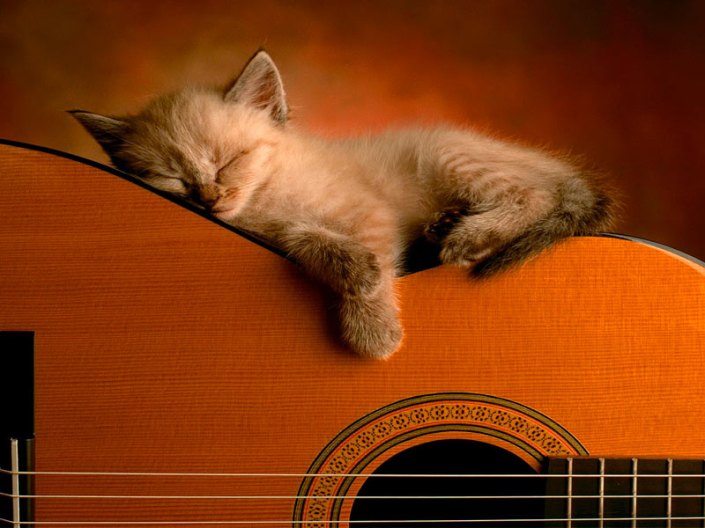 guitarra clasica con gato